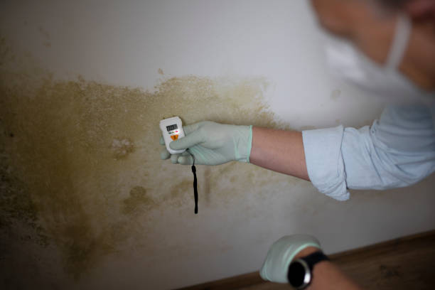 Best Professional Mold Removal  in Archbold, OH