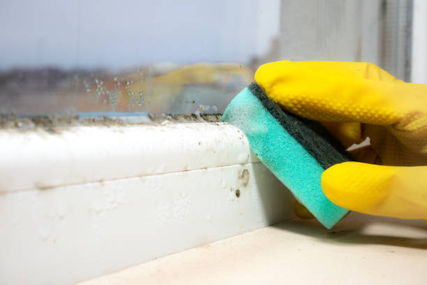 Best Certified Mold Removal  in Archbold, OH