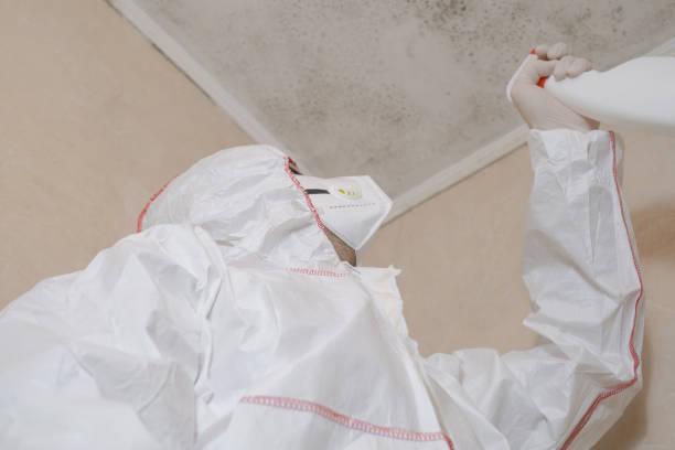 Best Fast Mold Removal  in Archbold, OH