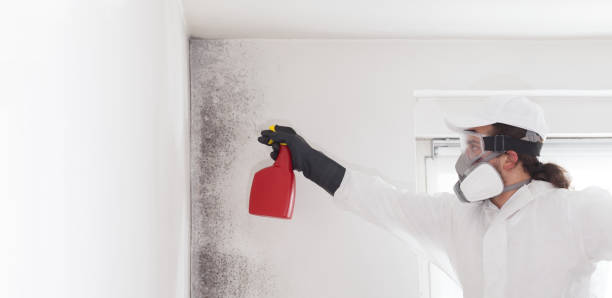 Mold Removal Process in Archbold, OH