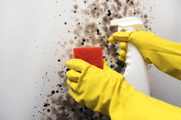 Best Office Mold Removal Services  in Archbold, OH