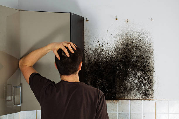 Best Mold Cleaning Services  in Archbold, OH