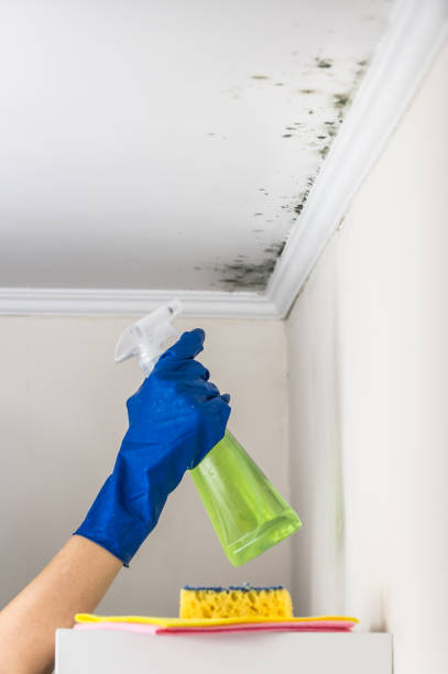 Best Attic Mold Removal  in Archbold, OH