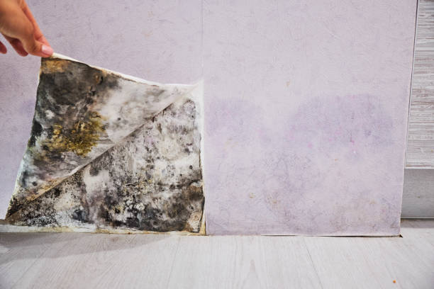 Best Mold Damage Repair  in Archbold, OH